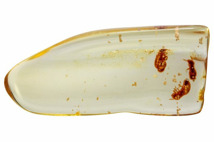 Polished Colombian Copal ( g) - Contains Termites! #326724